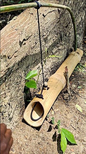 Trapping Squirrels 🐿️ bamboo Used #bushcraft #outdoors #trap #survival