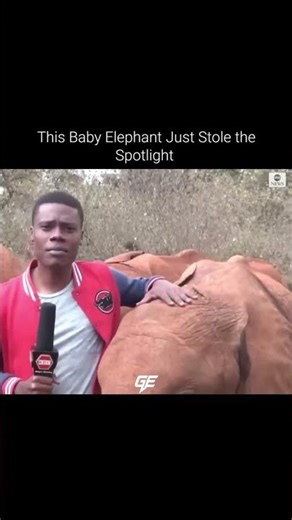 Baby Elephant Steals the Spotlight 🤣❤️