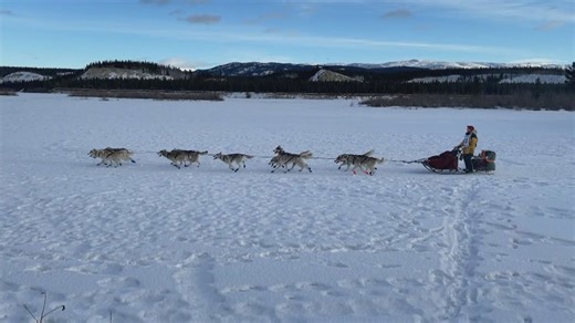 How has climate change affected the Yukon Quest?