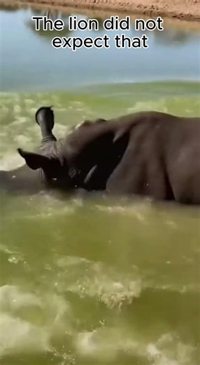 Lion Drinks… Then a Rhino EXPLODES From the Water