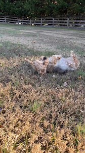 8.1K views · 1.3K reactions | We will miss you forever our sweet and spunky Sissy!! She was truly fortunate to have found her forever foster home with Maria, where she spent her final years surrounded by love and comfort. We are immensely grateful to Maria for providing Sissy with such a nurturing environment and for being by her side during her last moments. | House with a Heart Senior Pet Sanctuary | Facebook