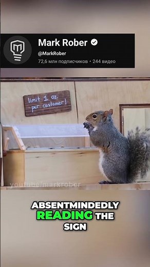 mark rober and squirrels #squirrel #jokes #mrbeast #markrober #funny