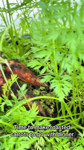 Discover How Winter Affects Carrot Sweetness