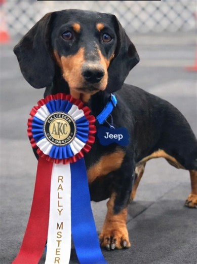 Jeep on his final run for Rally Master title you can see the full run here. https://www.instagram.com/reel/DVErRqQklUv/?igsh=MzRlODBiNWFlZA== #AKCRally #dachshund #rallymaster #obedience