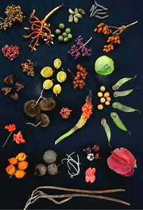 Perbedaan antara keragaman genetik dan keanekaragaman spesies - Berita 2026