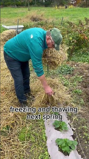 How To Over Winter Strawberries