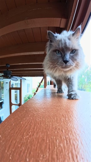 Explore the Moorpark Screened-In Patio Catio for Cats