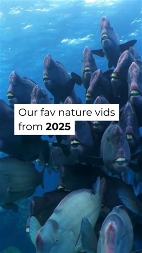 How good is nature! 🌏 From beautiful bird songs to slightly unnerving koala calls, these are the nature videos that had us buzzing in 2025. As always, thank you to these amazing and talented creators, who allow us to reshare their content. 💕 Footage credits in order of appearance: 📹 | @jan_wegener, @freya_beelady, @jeff.ikin, @svenskaussie, Alexanderino via Wikimedia Commons, @Jacintashackleton, @kailaswild on instagram | CSIRO