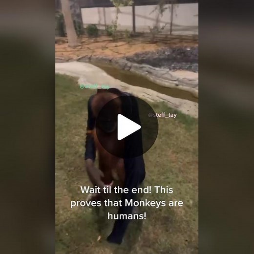 Everyone watch George this proves that we were once monkeys for sure! Watch til the very end #viral #foryoupage #fyp #fypシ #monkey #Orangutan #dubai #dubaizoo #george