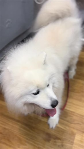 Karmel 🍬 #groomerwarszawa #samoyed #grooming #fyp | Salon PSI CZAR