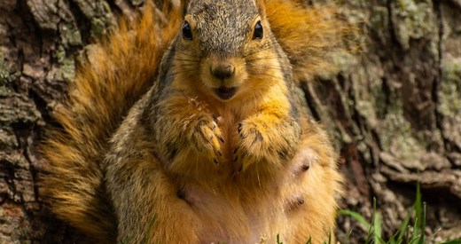 4 Signs of Pregnant Squirrels You Need to Know