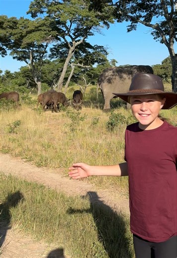 Incredible Elephant and Buffalo Communication Example