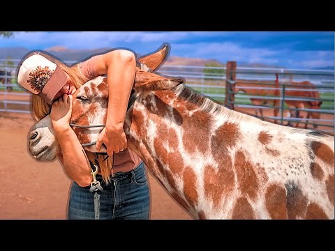 The Making of a Super Mule: Josey’s One-Year Transformation