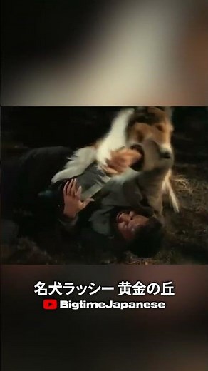 名犬ラッシー 黄金の丘（1951）Bigtimeで配信開始！