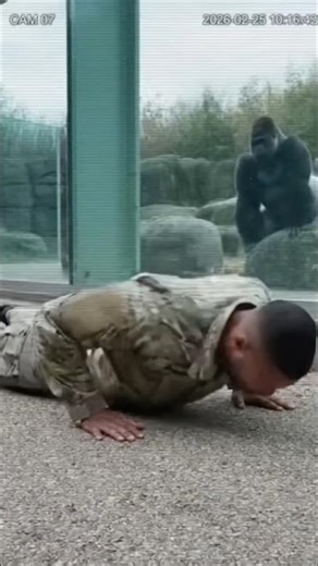 Soldier Does Pushups... Gorilla's Response Is SHOCKING! 😱 #gorilla #funnyanimals #silverback