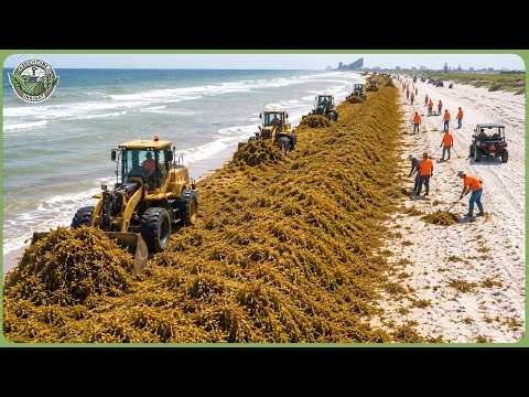 How Millions Tons of Sargassum Turned Into a Billion Dollar Biomass Industry