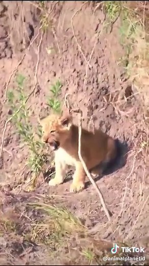 Lion Cub's Scary Nightmare: Watch Now!
