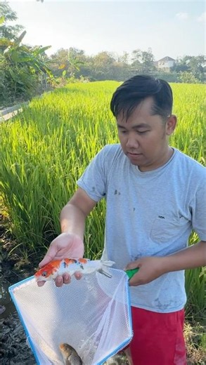 Trapping and Netting a Monster Albino Catfish and Koi Fish #catfish #albinocatfish #koi #koifish