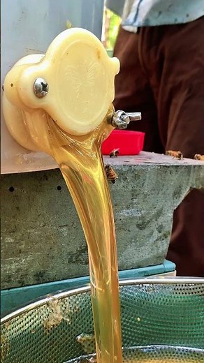 Golden Honey Flow / Pure Raw Honey Harvest 🍯✨ #shorts