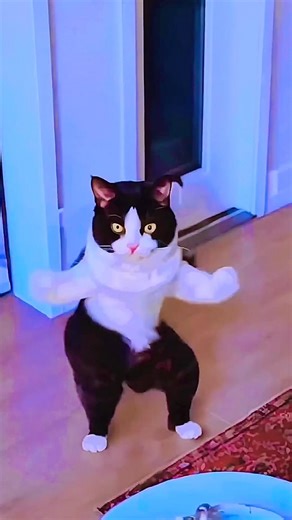 Garena Free Fire sent a cat dance 1🍀🌟 #shorts #viral #freefire #freefireshorts #coolvideo #short #yt