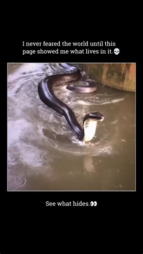 Unseen Biome on Instagram: "In a small, isolated lake hidden deep within the forests of Sumatra, there are stories that blur the line between science and legend. For nearly two centuries, all King Cobras were classified as a single species, Ophiophagus hannah. However, recent genetic and morphological research has revealed that King Cobras are actually a complex of four distinct species. The population found in Sumatra—along with those from the Malay Peninsula, Borneo, Java, and nearby islands—i