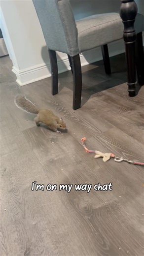 Come say what’s up to a squirrel #squirrel #petshorts #fyshorts #waterskiingsquirrel