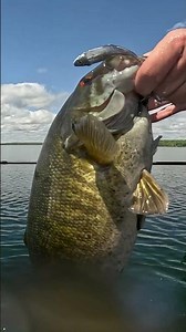 We could watch a ‪@ZManFishingProducts‬ Graph ShadZ get MUNCHED on repeat 🔁 #bassfishing #fishing