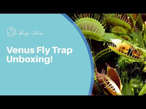 Plant Unboxing! Venus Fly Trap from Joel's Carnivorous Plants