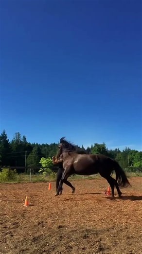 Working on a few exercises with cones #naturalhorsemanship #horse #equestrianjourney