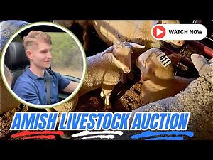 Amish Live Stock Auction