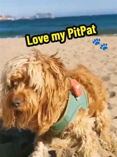 Sandy paws and satellite tracking! 🛰️🐕 Exploring the coastline is much more fun when you’re not worried about your pup taking a detour! PitPat GPS tracker keeps us connected, even in the middle of the dunes. ​It’s 100% waterproof (essential for those rogue waves!) and gives us real-time location updates. While they’re busy being a beach explorer, I’m busy enjoying the view. ​No Subscription: You don't have to pay a monthly fee to find your dog. ​Unlimited Range: Unlike Bluetooth tags (like Air
