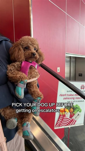 Essential Tips for Responsible Dog Ownership