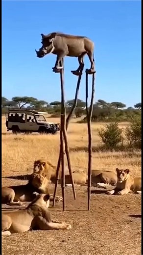 Smartest Warthog on Earth! 🐗🪜 #KindHeartOfUSA #shorts #trendingshorts