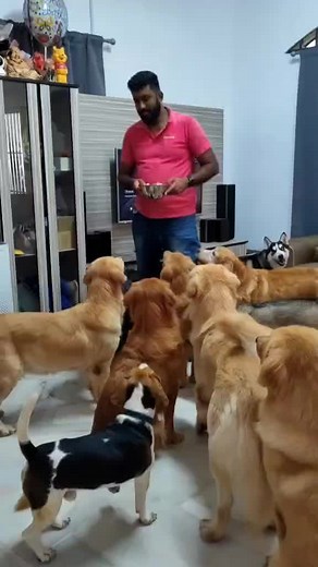 Apples are an excellent source of vitamins A and C, as well as fiber for your dog. They are low in protein and fat, making them the perfect snack for senior dogs. Just be sure to remove the seeds and core first. #goldenretrieverpuppy #goldenretriever #malaysiadoglover #dogsofficialdog #dogsarefamily #labrador #furkids #dogsofinstagram #dog #dogstagram #labradorretriever #instadog #doglover #dogoftheday #pets #doglovers #blacklabrador #doglife #dogsofinsta #puppylove #puppiesofinstagram #fyp #fy