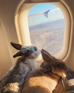Travel Buddies ❤️ (IG: @bunny.nyc) | LightInTheBox