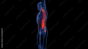 Spinal Cord Vertebral Column of Human Skeleton System Anatomy Animation Concept