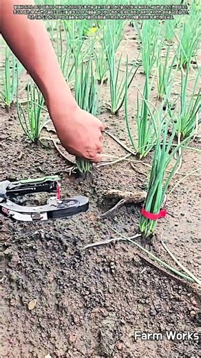 농업용 수동 결속기를 활용한 파 생육 관리 및 고정 작업 #farmer #farming #greenonion #farmtools #farmlife