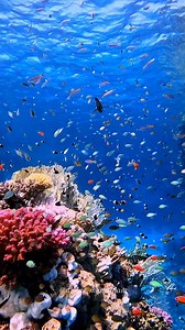 One of the best reasons to dive in Egypt's Red Sea is undoubtedly the spectacular diversity of marine life. The reefs are home to more than 200 different species of coral and more than 1,200 species of bony fish, at least 10 percent of which are endemic. The clear waters of the Red Sea allow sunlight to penetrate much deeper than in other tropical destinations, making the extent of the corals and the vibrancy of their colors nothing short of spectacular. 📸 @diving_marsaalam | World Ocean Day