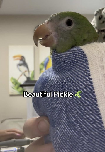 Why Conures Have Long Beaks Explained
