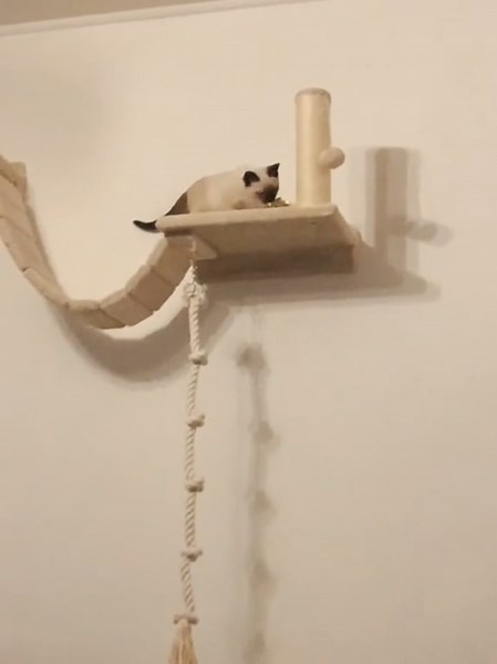 Jumping from platform to platform like Tom Cruise 😂😹 Check out our store and get 5% off with your first order using code SCRATCH Link to the furniture piece: https://castlecatalogue.com/products/curved-cat-wall-lounger-48cm-pine-cradle Does your cat love adventures? #catslife #catwall #ılovemycat #catlife #catfurniture