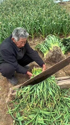 Why Farmers Use a Huge Blade for Garlic Harvesting