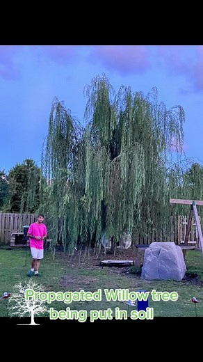 Propagation Success with Willow Tree in Soil