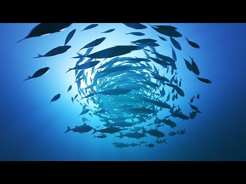 Fall Asleep Easily in Under 30 MINUTES | Instant Relief from Insomnia, Anxiety, Depression & Stress