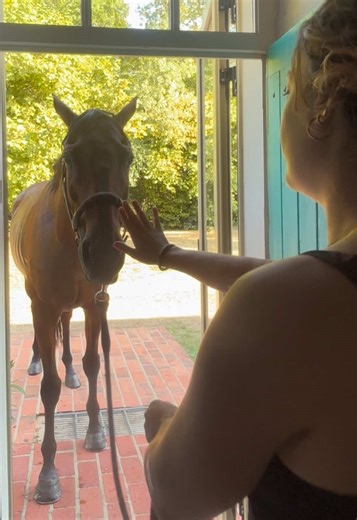 Humour équestre du matin au soir