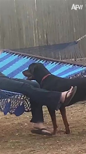 That hammock wasn't strong enough for both of them 🐕 #reels #hammock #dog #funny #fail | America's Funniest Home Videos