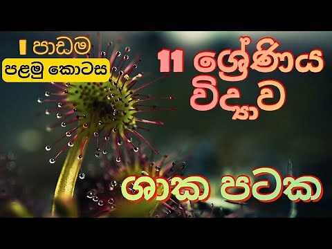 O/L Science Unit 1 | Grade 11 Science Unit 1 | Plant Tissues | Smart TextBook | Jeewi Pataka |