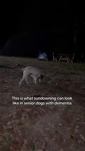You may have heard the term “sundowners” as a condition that a grandparent or other human family member is afflicted with. In dogs, sundowners syndrome is part of canine cognitive dysfunction syndrome(CDS), which can also be called doggie dementia. All of these terms describe a slow process of cognitive decline which occurs in older dogs. It is a recognized medical condition, not just “normal aging” or “slowing down.” #vetmed #caninecognitivedysfunction #dogdementia #sundowners #doghealth | Dr. 
