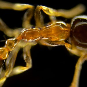 37K views · 546 reactions | The thorax, also called the mesosoma, makes up the middle of an ant's body. An ant's body is divided into three main parts — the head, the thorax, and the abdomen. #MicroscopicMonday 匿 | Science Channel | Facebook