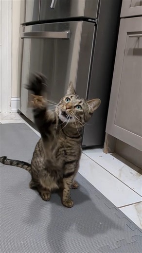 Fatté the cat reviews the cat dancer #catcomedy #catreview