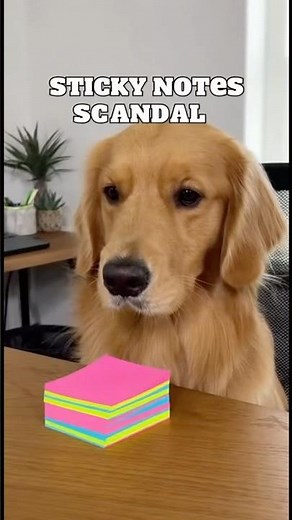 The Cat Finally Got What She Deserved #dogs #funny